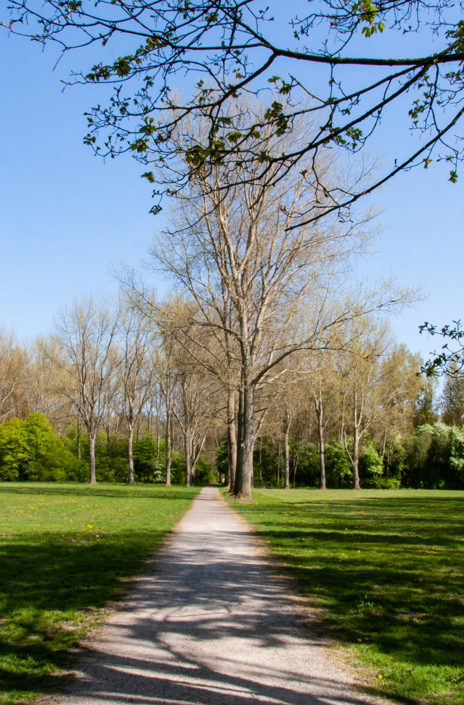 Groen park met wandelpad