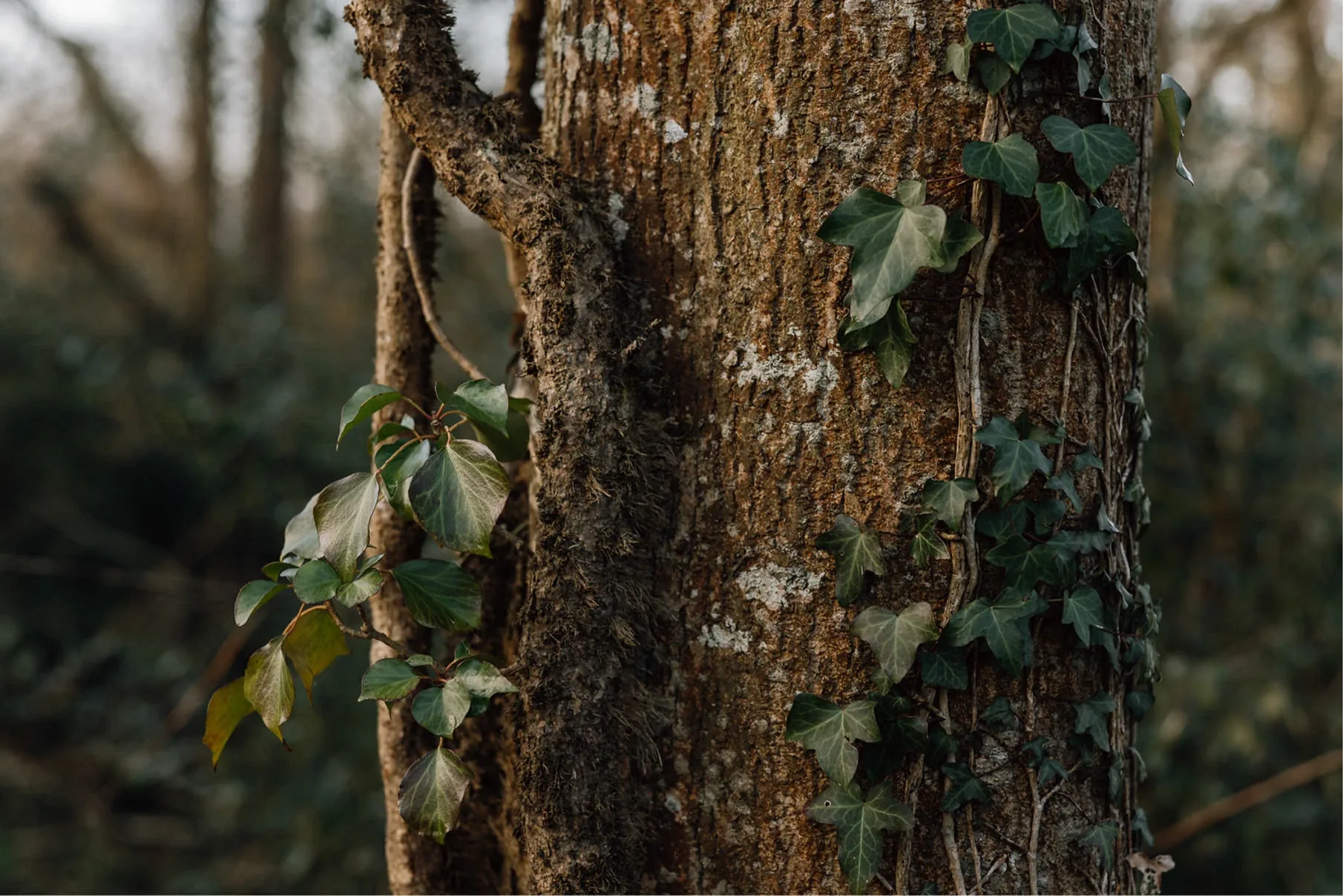Omgevingonderzoek en rapporten biodiversiteit